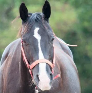 tour de poney gironde