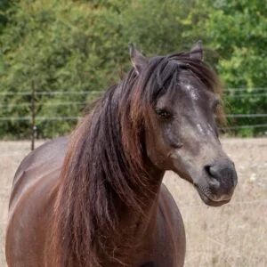 tour de poney gironde