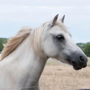 tour de poney gironde